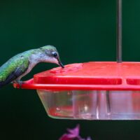 Hummingbird Food Recipe