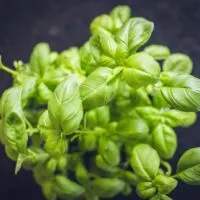 Substitute Dried Basil for Fresh