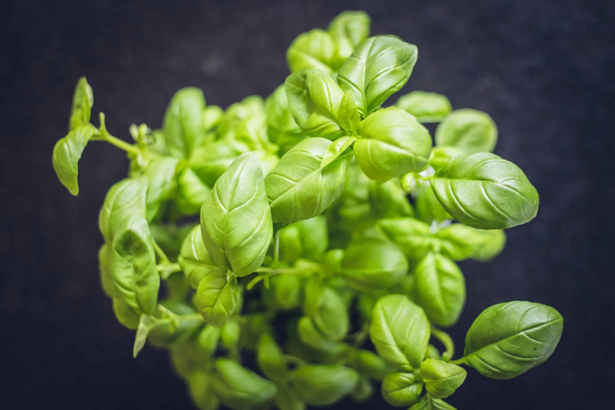 Substitute Dried Basil for Fresh