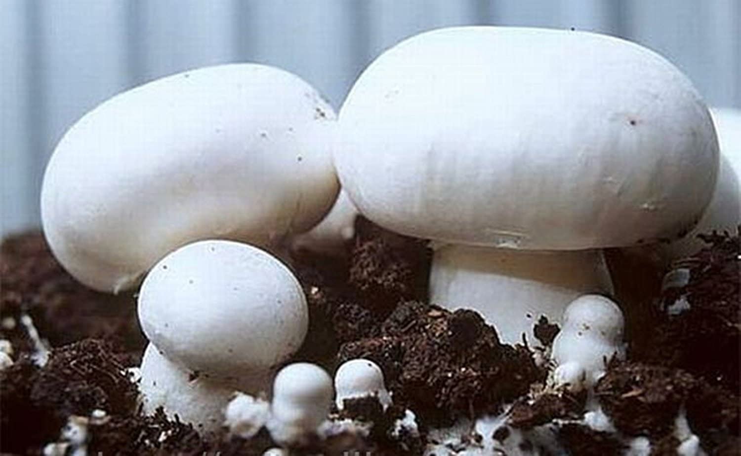 White Button Mushrooms