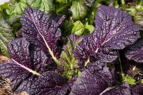 Osaka Purple Mustard Green Seeds