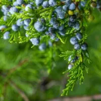 Substitute for Juniper Berries