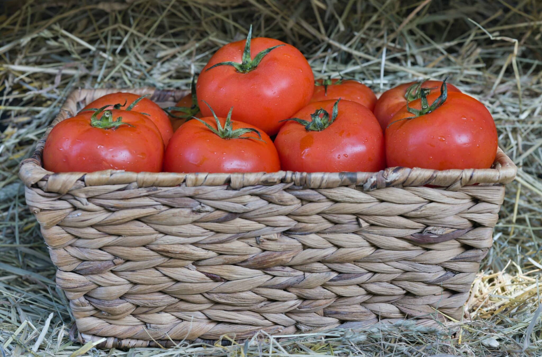 Substitute for Stewed Tomatoes