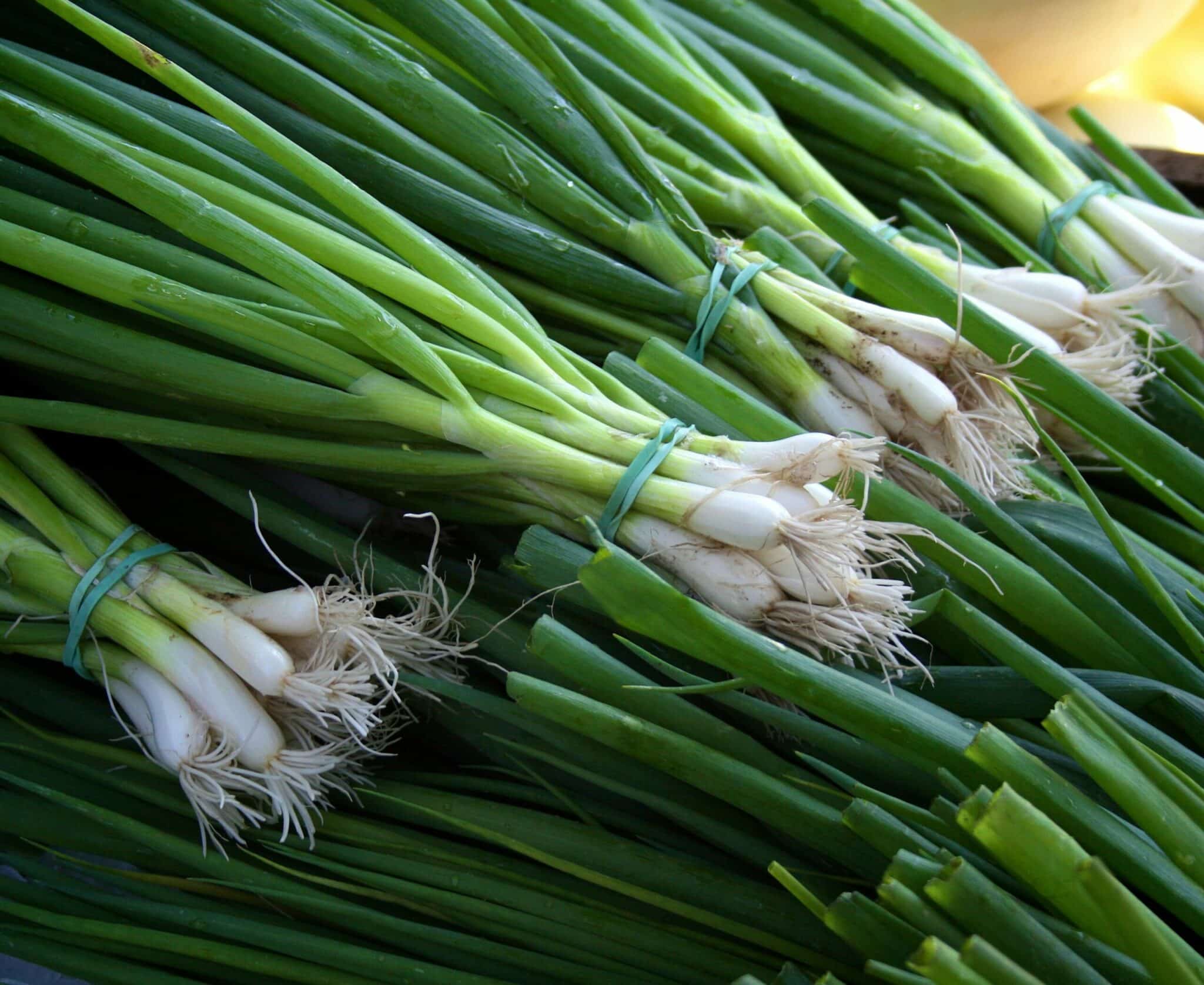 Substitute for Green Onions