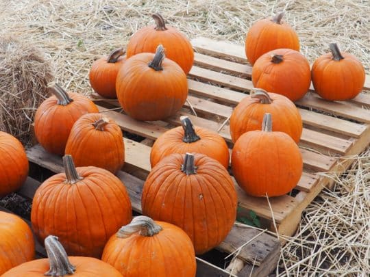 Substitute for Pumpkin Puree