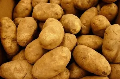 Russets Potatoes