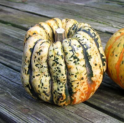 Carnival Squash