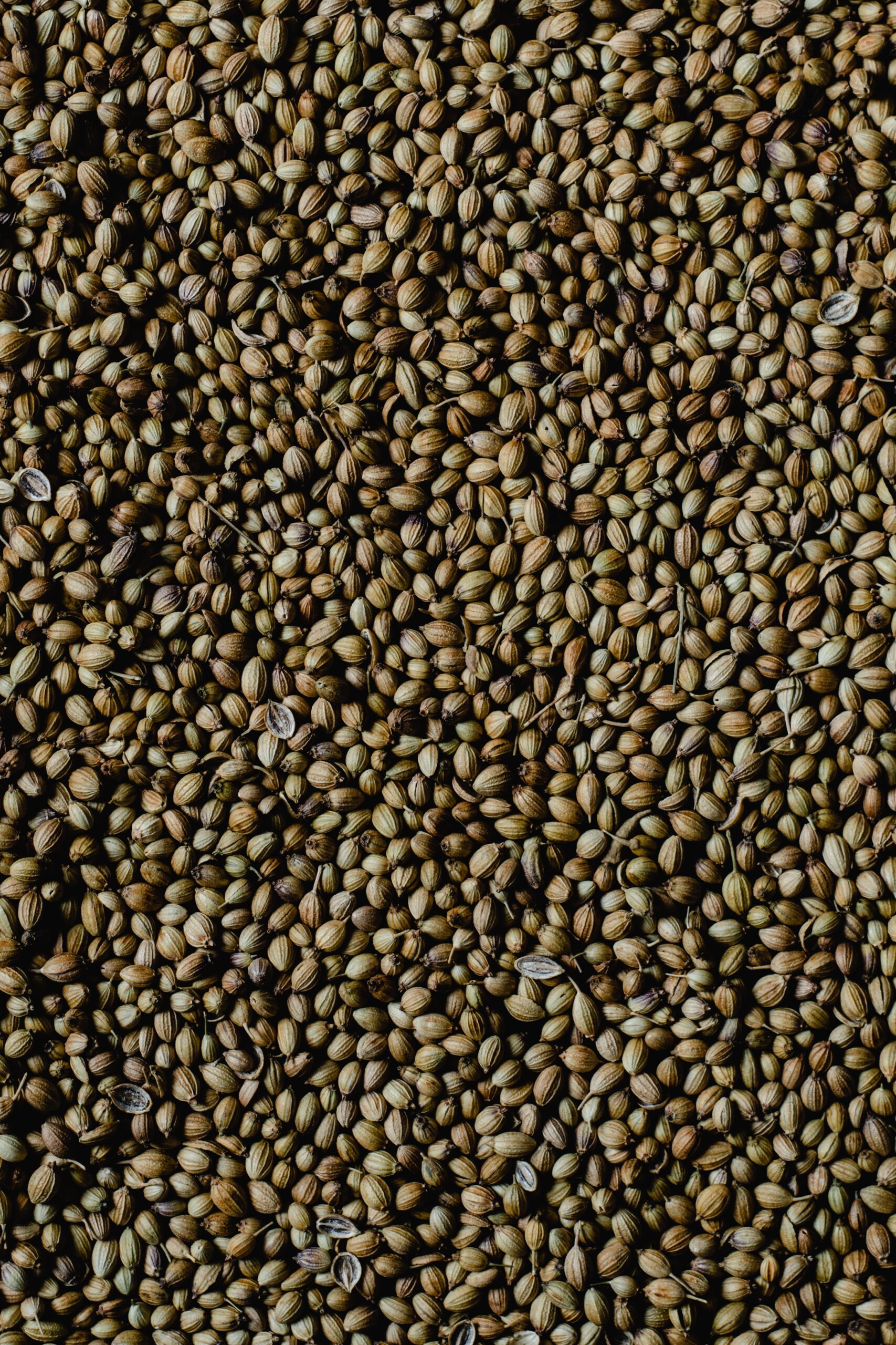 Coriander Seed Substitute