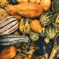 Delicata Squash Substitute