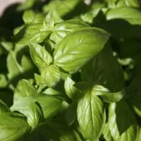 Marjoram Spice Substitute