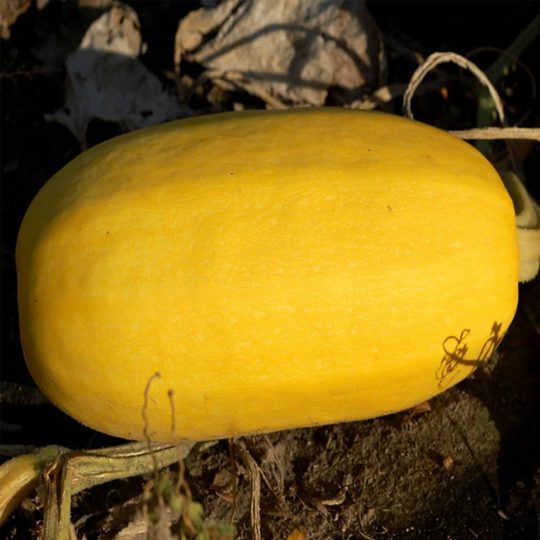 Spaghetti Squash