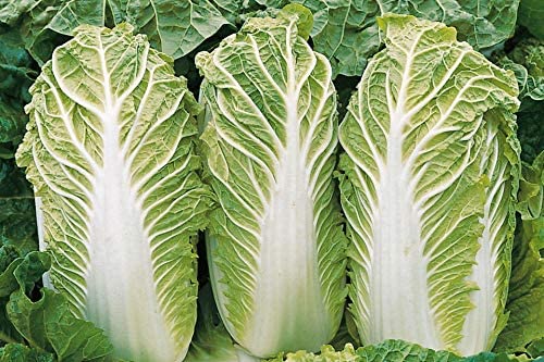 Naba Cabbage