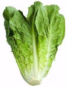 Romaine lettuce