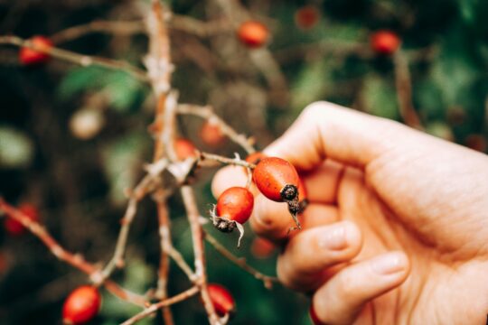 Other Name For Barberries