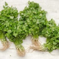 Substitute for Fresh Coriander