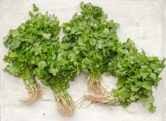Substitutes for Coriander Leaves