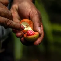 Substitutes for Nutmeg in Baking