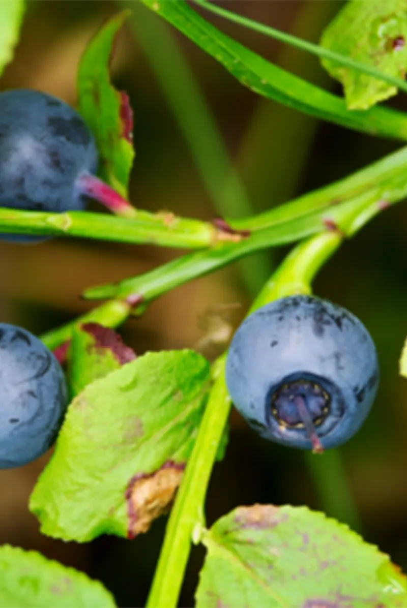 Close up view of huckleberry plant.