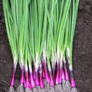 Red spring onion