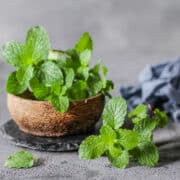 Substitutes for Mint Leaves