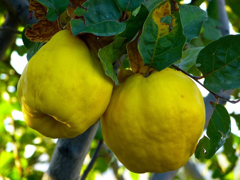 What Does Quince Taste Like? BlogChef