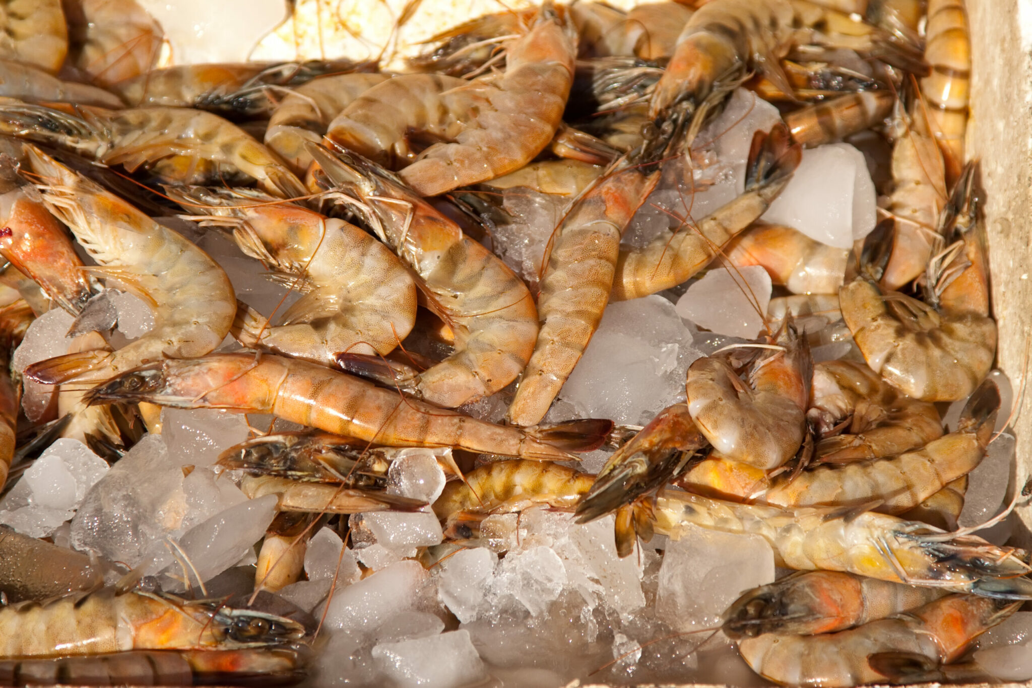 How Long To Cook Frozen Shrimp11111