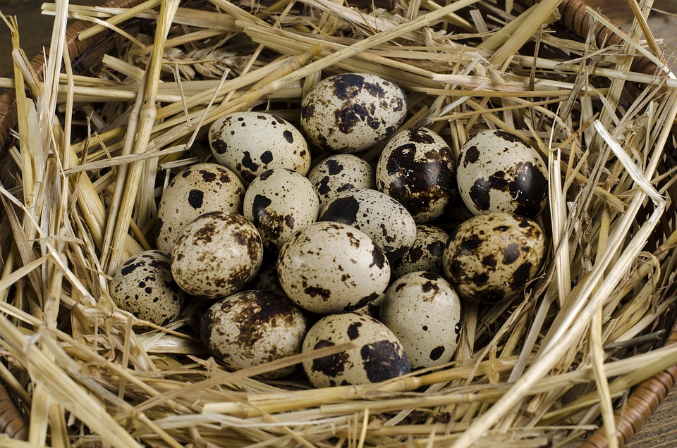 What Do Quail Eggs Taste Like? - BlogChef