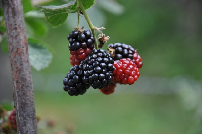 What Do Mulberries Taste Like? BlogChef