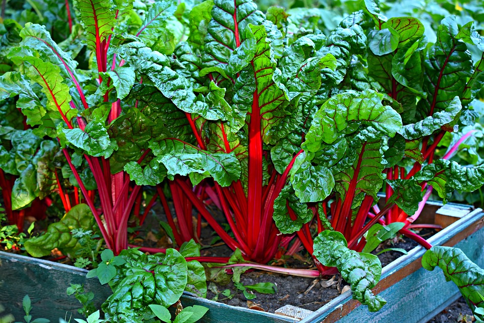 does swiss chard taste like dirt