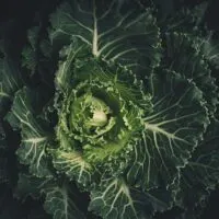 How to Cook Cabbage in a Crockpot