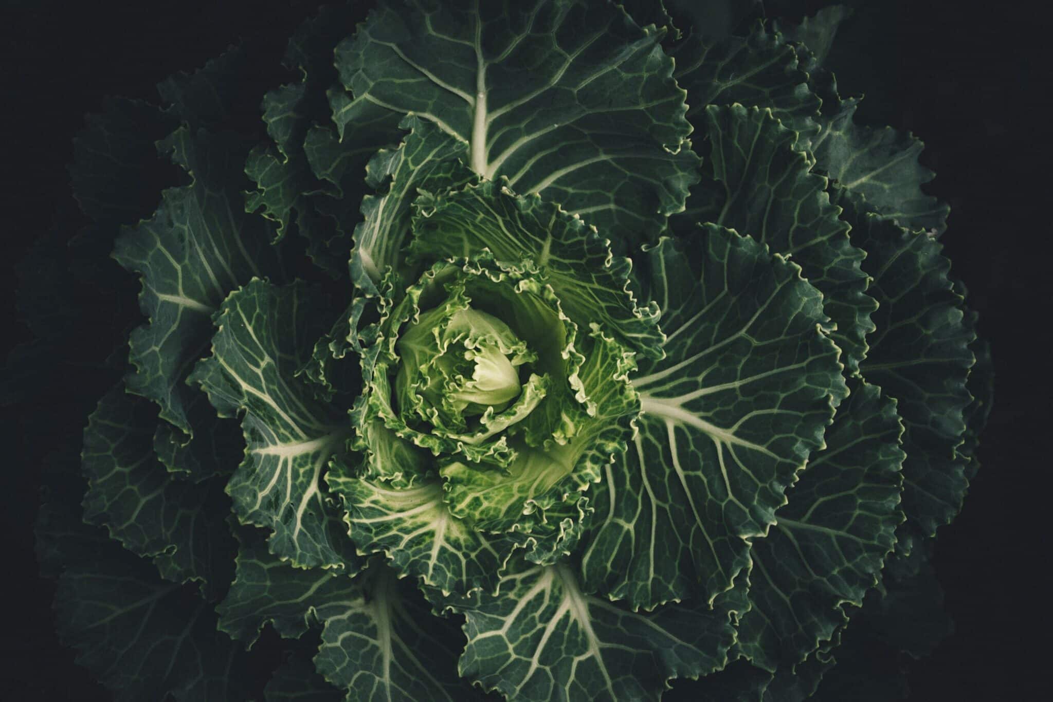 How to Cook Cabbage in a Crockpot