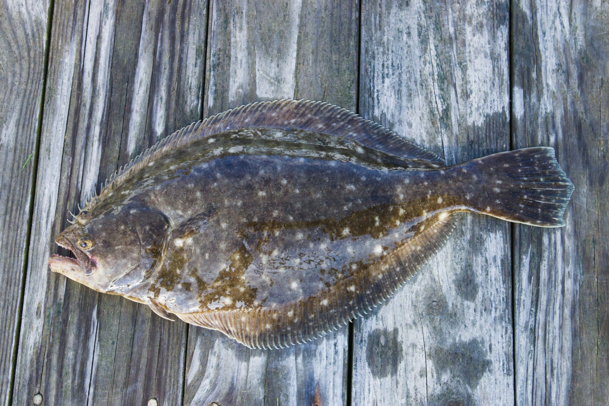 What Does Flounder Taste Like