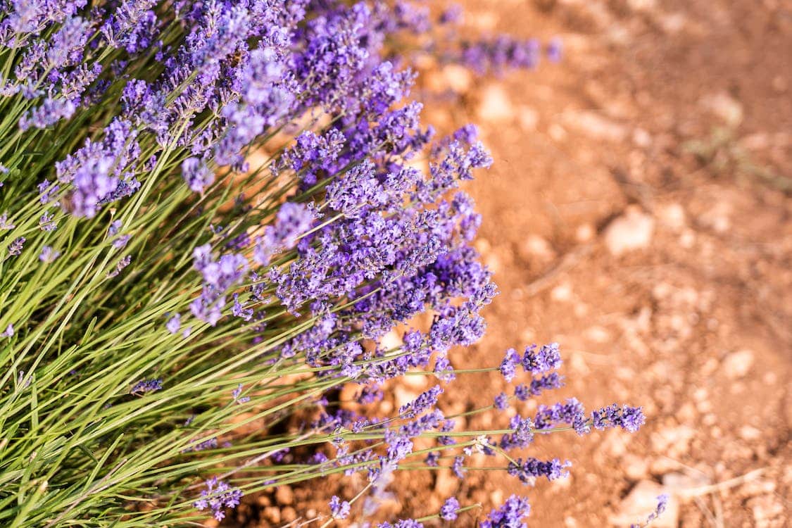 what-does-lavender-taste-like-blogchef