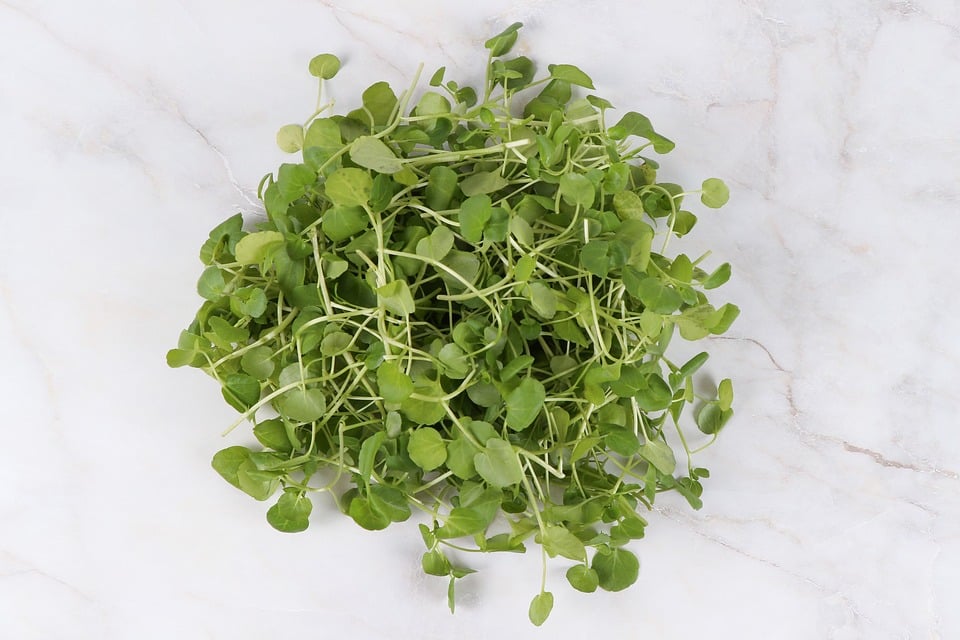 What Does Watercress Taste Like BlogChef
