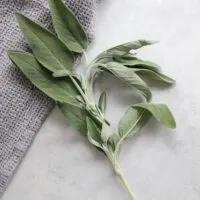 Sage Substitute in Cooking