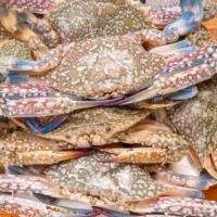 Blue crab on cutting board.