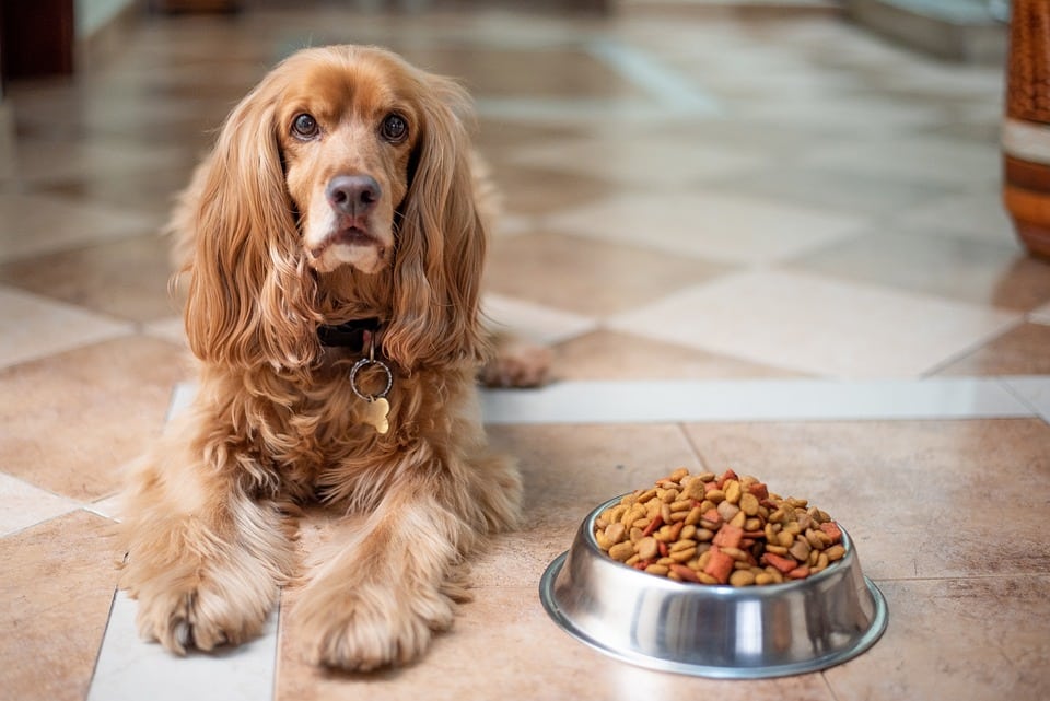 What Does Dog Food Mean In Chinese