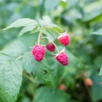 What do Raspberries Taste Like?