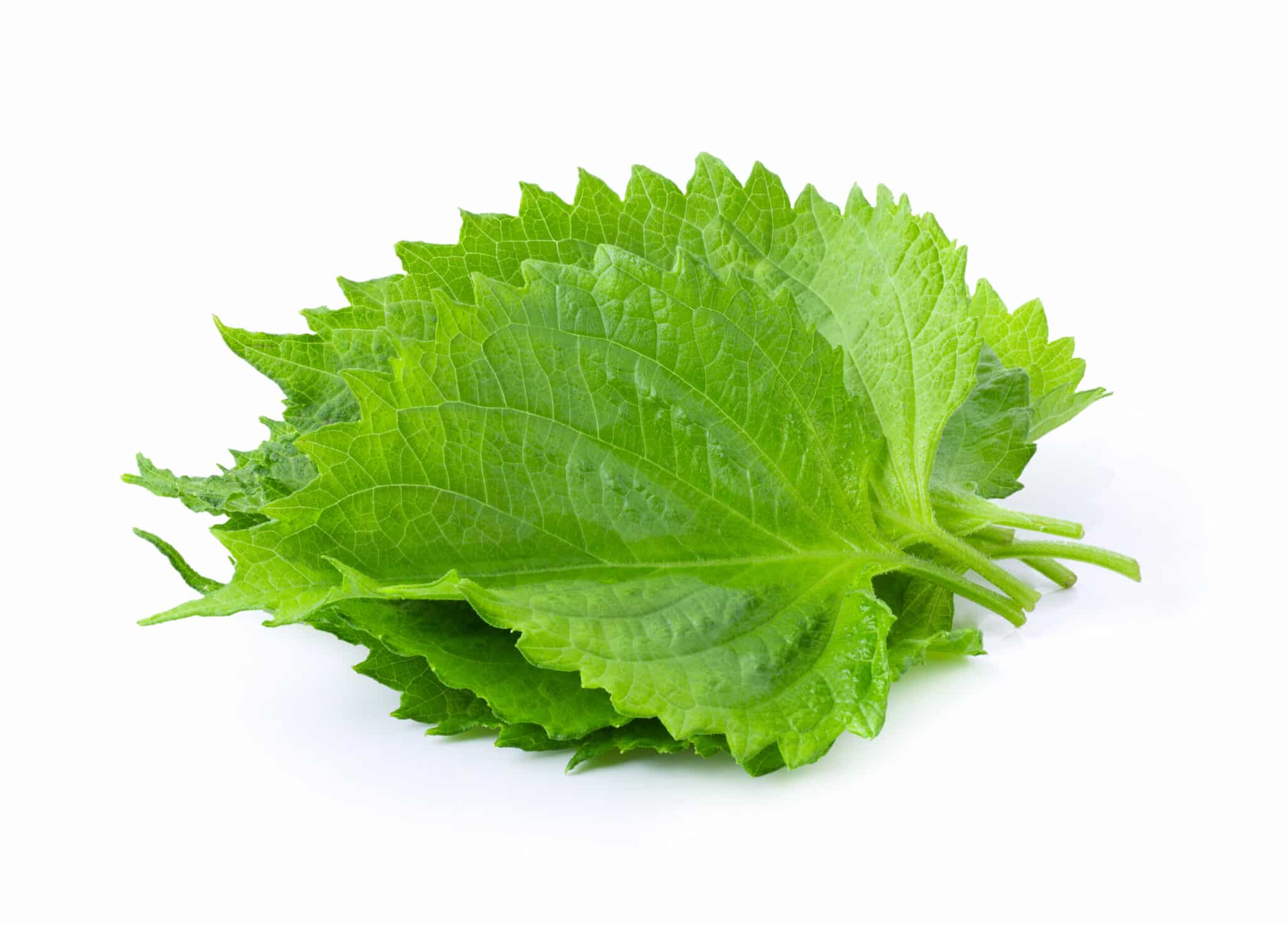 What's the Best Shiso Leaves Substitute