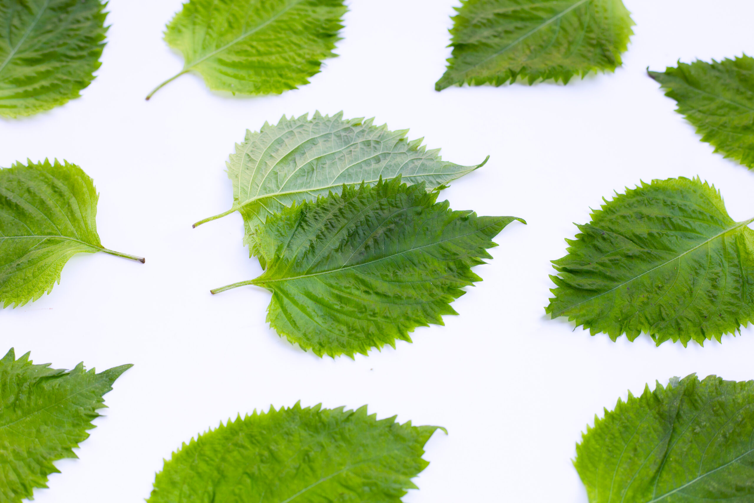 What's the Best Shiso Leaves Substitute