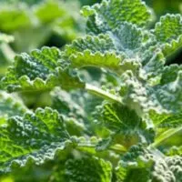 Close up view of horehound.