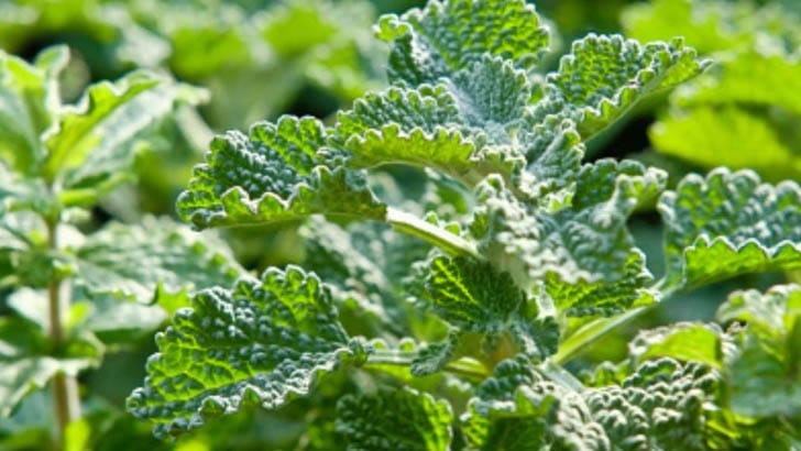 Close up view of horehound.