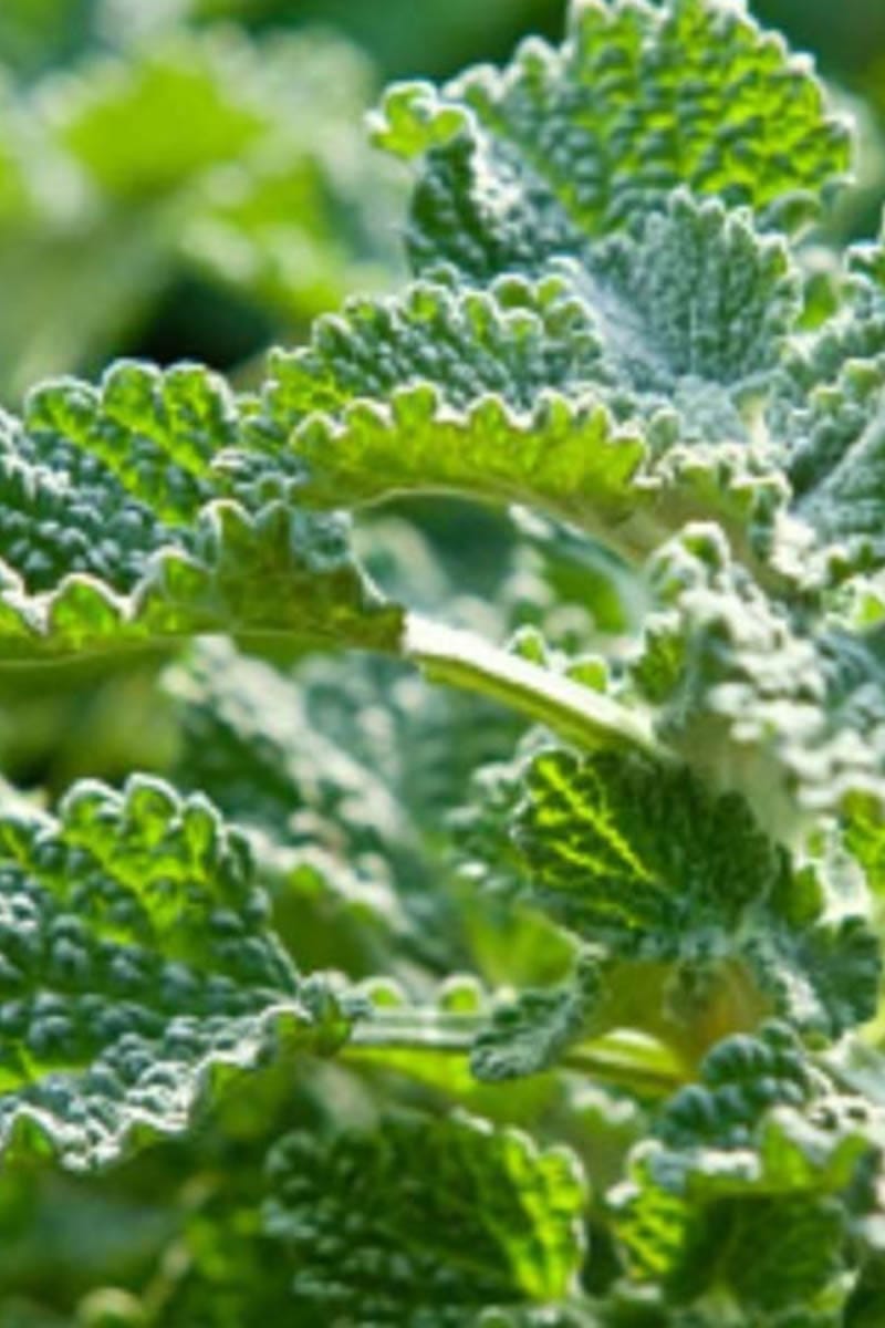 Close up view of horehound.