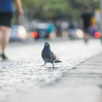 What Does Pigeon Taste Like?