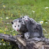 What Does Possum Taste Like?