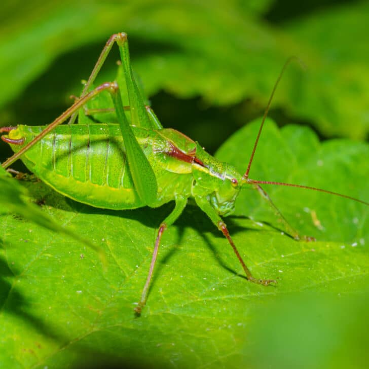 What do Crickets Taste Like?