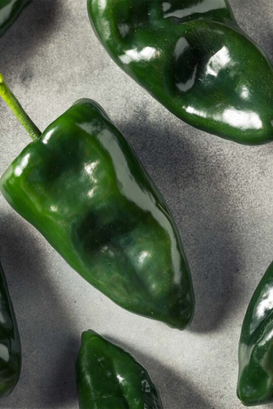 Poblano chili, one of the popular Fresno chili substitutes, on gray background.